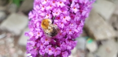 Bombus pascuorum