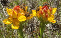 Ceratandra grandiflora