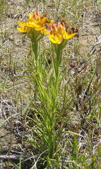 Ceratandra grandiflora