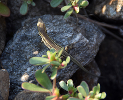 Podarcis muralis