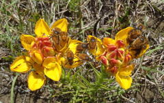 Ceratandra grandiflora