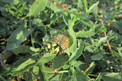 Loxostege sticticalis