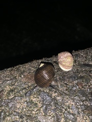 Nerita plicata