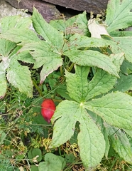 Podophyllum hexandrum