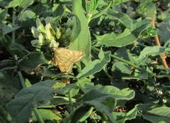 Loxostege sticticalis