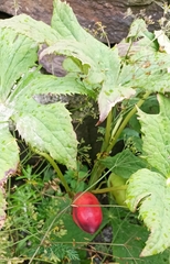 Podophyllum hexandrum