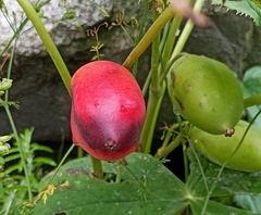 Podophyllum hexandrum