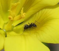 Camponotus niveosetosus
