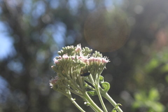 Eupatorium cannabinum