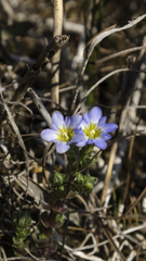 Gentiana riparia