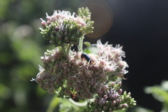 Eupatorium cannabinum