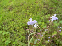 Bonnaya