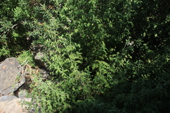 Eupatorium cannabinum