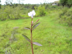 Bonnaya