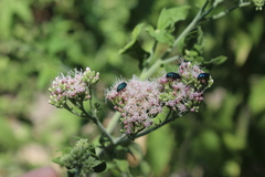 Eupatorium cannabinum