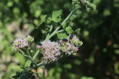Eupatorium cannabinum