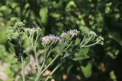 Eupatorium cannabinum