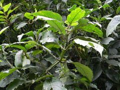 Strobilanthes barbatus