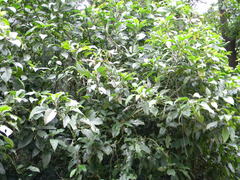 Strobilanthes barbatus