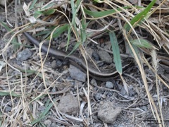 Plestiodon brevirostris