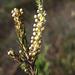 Phylica villosa pedicellata - Photo (c) Tony Rebelo, μερικά δικαιώματα διατηρούνται (CC BY-SA), uploaded by Tony Rebelo
