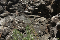 Eupatorium cannabinum