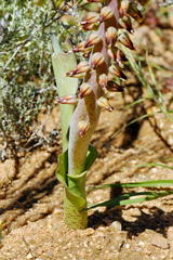 Lachenalia mutabilis