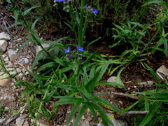 Anchusa capensis