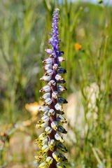 Lachenalia mutabilis