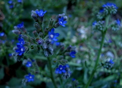 Anchusa capensis