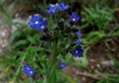 Anchusa capensis