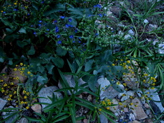 Anchusa capensis