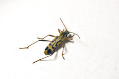 Chlorophorus annularis