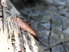 Schizoglossa