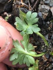 Ranunculus grayi