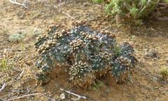 Euphorbia braunsii