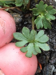 Ranunculus grayi