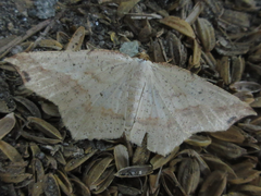 Pareclipsis gracilis