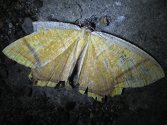 Thinopteryx crocoptera