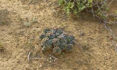 Euphorbia braunsii