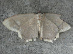 Thinopteryx crocoptera