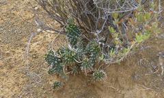 Euphorbia braunsii