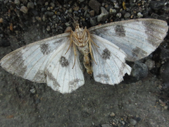 Ophthalmitis albosignaria