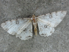 Ophthalmitis albosignaria