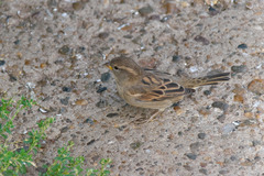 Passer domesticus