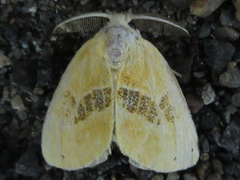 Euproctis subflava