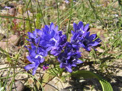 Codonorhiza elandsmontana