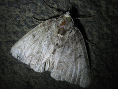 Dindica virescens