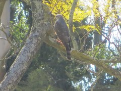 Accipiter ovampensis