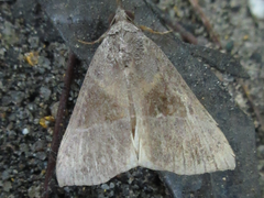 Hypena trigonalis